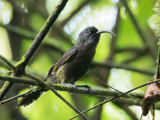  Giant Sunbird 