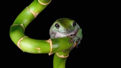 White's Tree Frog - The Best First Exotic Pet
