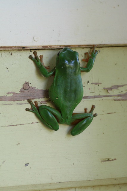 White's Tree Frog on the side of a house or building. 