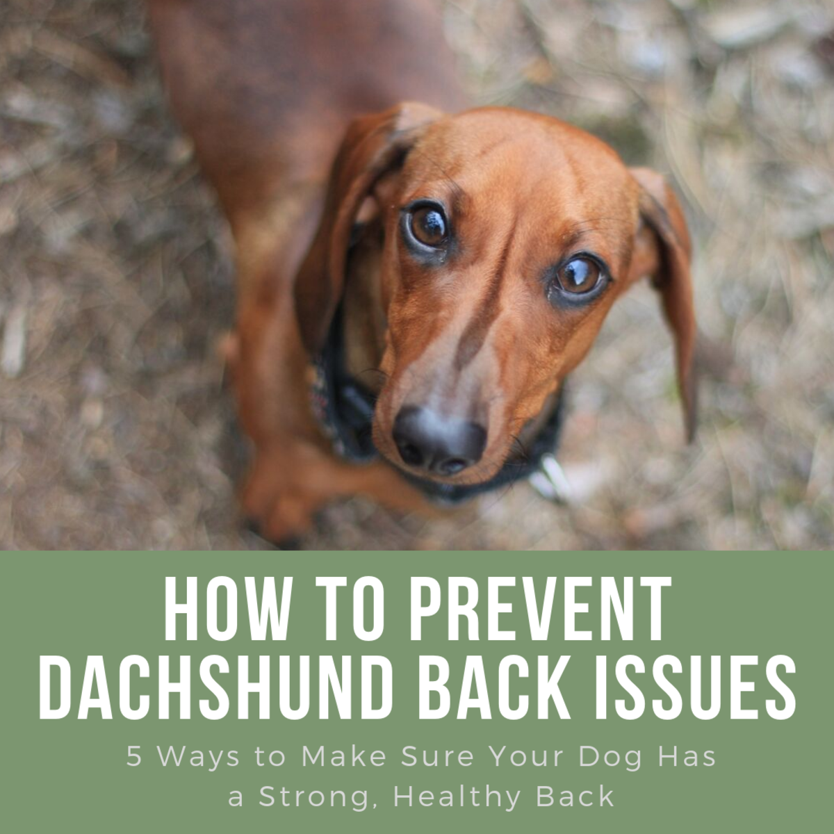 How to Prevent Back Problems in Dachshunds PetHelpful