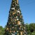 Their holiday trees are massive, but you can recreate one on a smaller scale for your home.  This one was at Animal Kingdom. 