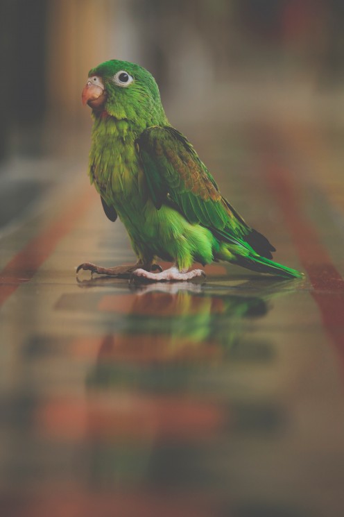 A beautiful parrot