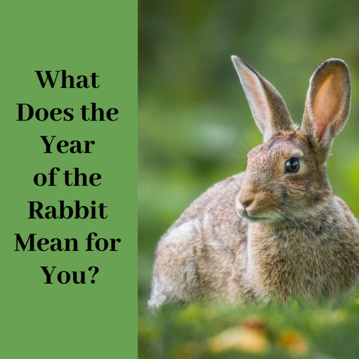 O que o coelho da terra significa?
