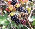 The Health Benefits of Blackberries