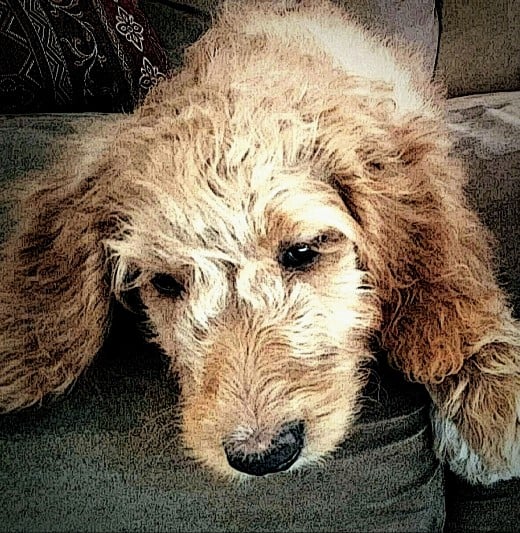 Who Could Ever Hit or Yell at Such a Sweet Animal! - 3 month old, female - Goldendoodle "Touka"