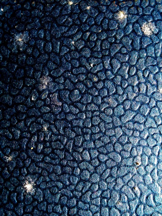 Seat cover with fungal growth