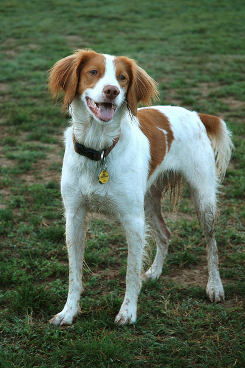 8 Best Calm Dog Breeds for a Relaxing Walk | PetHelpful When Do Brittany Spaniels Calm Down