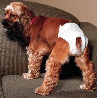 Doggy diapers help to protect furniture and carpeting.