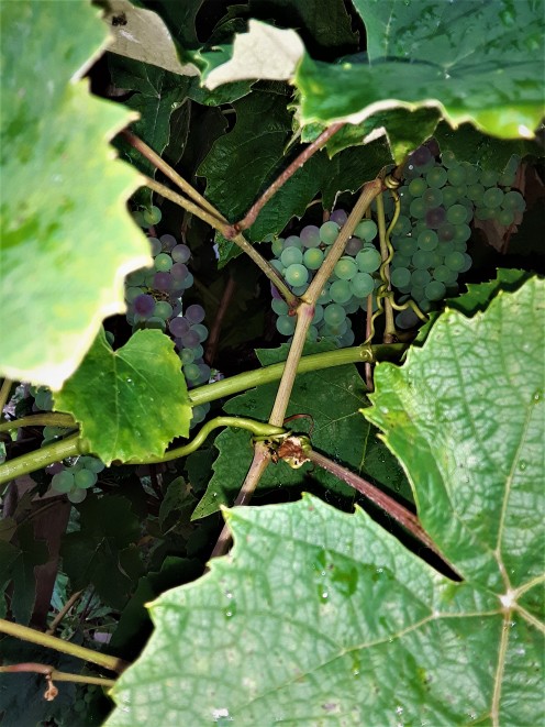 Grapes on my grapevine