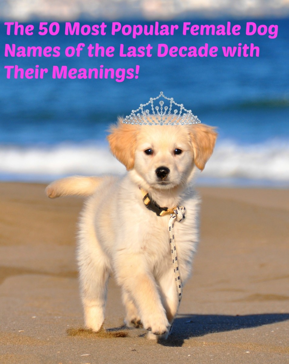 The 50 Most Popular Names For Female Dogs Of The Decade And Their
