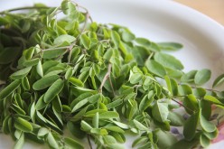 Benefits of Moringa Herb