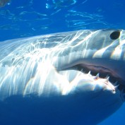 sharkdiver profile image