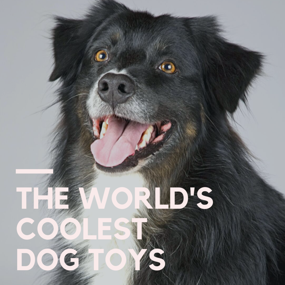 The Coolest Dog Toys On Planet