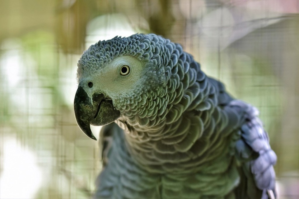 how-to-teach-your-parrot-to-talk-hubpages