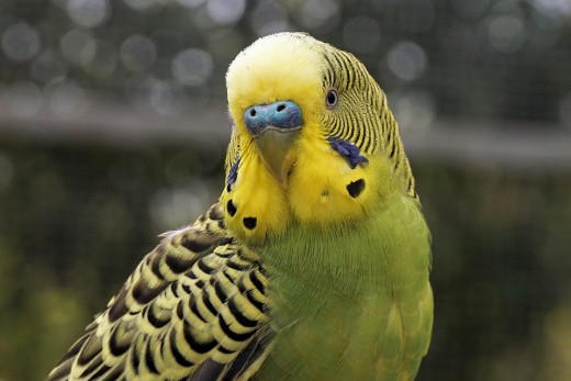 You can even teach a budgie to talk!