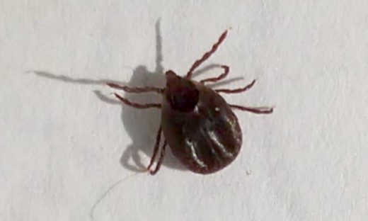 A close-up view of the tick