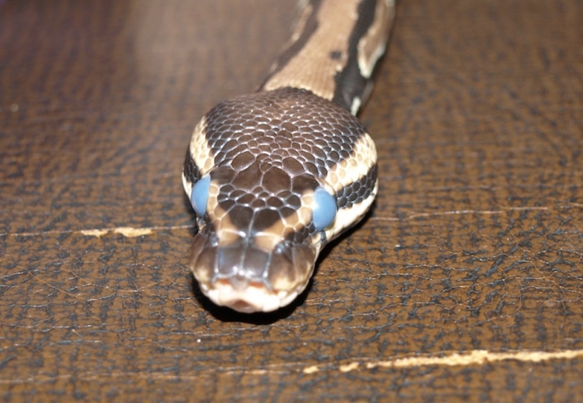 Ball Python Care Guide | PetHelpful How To Get Stuck Shed Off Ball Python Eye