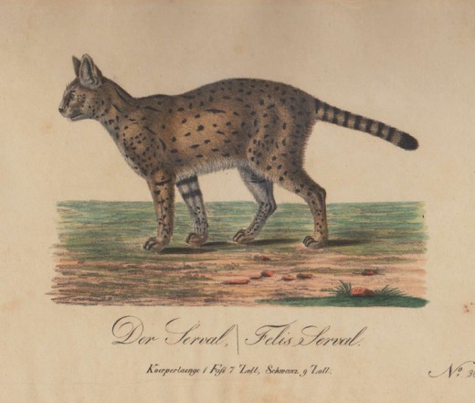 1830 Serval Cat