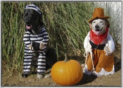 Halloween Dogs