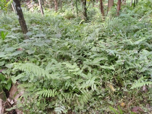 Ferns in the plantation