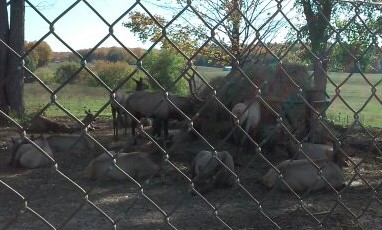 Part of Elk Herd at Aspen Park, Gaylord, MI