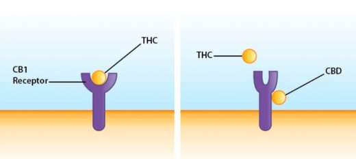 How THC and CBD interact with the body's receptors