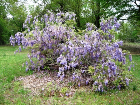 wisteria in bloom