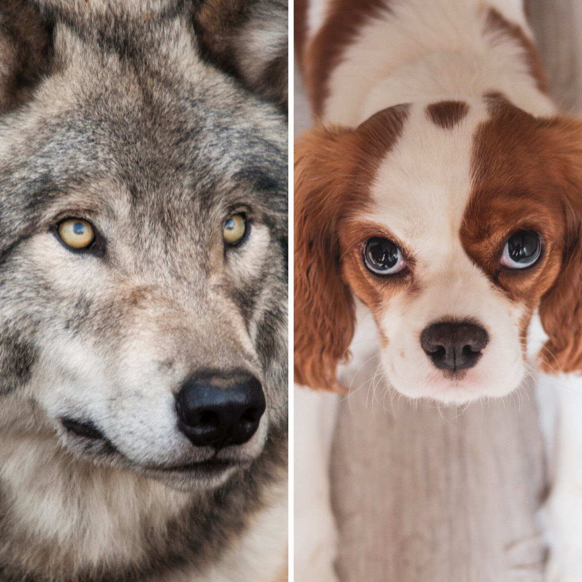 Wild vs. Domesticated Animals: Why Domestication Has Nothing to Do With