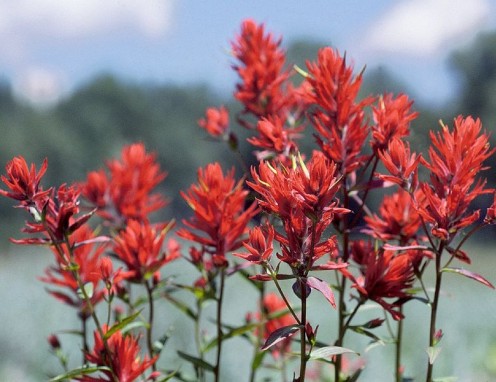 Castilleja indivisa -- The flowers that covered the ceremonial mound of the Native Americans in the 1840s. Also known as Prairie Fire.