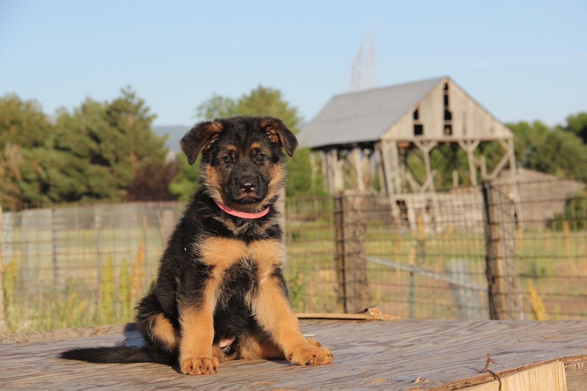 Buy German Shepherd Puppies For Sale Near Me In Victoria Australia