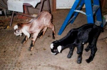 These two little cuties were Morgana's last babies, in 2008. They look mostly Nubian.