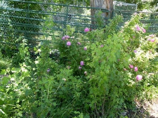 There were wild grape vines and 3 varieties of roses to nibble, as well as grasses, cottonwood tree leaves, and black currant bushes to enjoy.