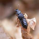 Rove Beetle