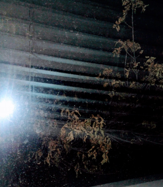 Bright Light in the Dark