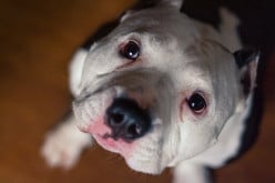 The best dog food for pitbulls