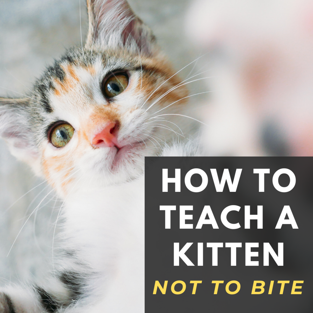 Why Does My Kitten Bite Me? PetHelpful