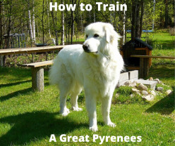 How to Train a Great Pyrenees
