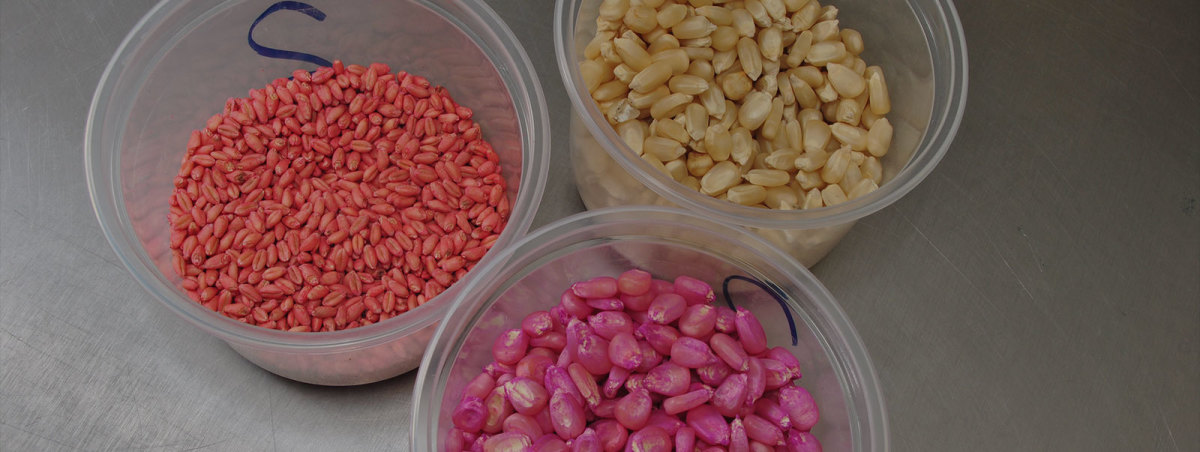 Different types of seeds to be planted