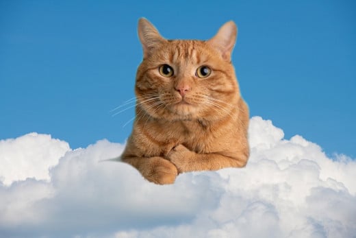 Cat On A Cloud