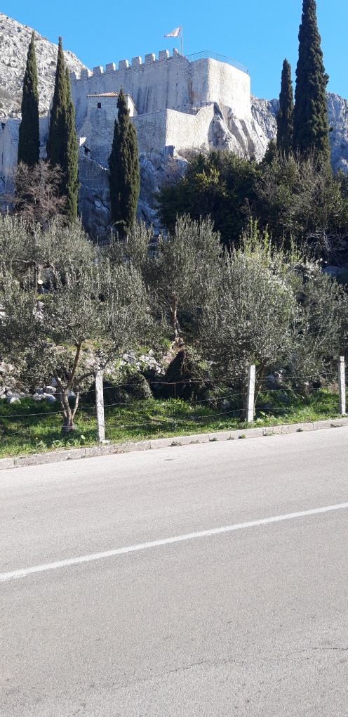 Olive trees  close to the road way
