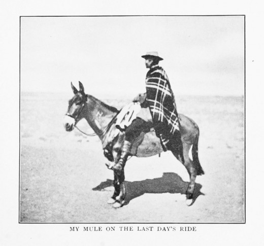 A common mode of transport in the Andes, going on mule back. 