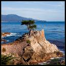 The Lone Cypress