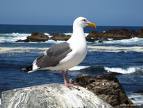 Bird Rock