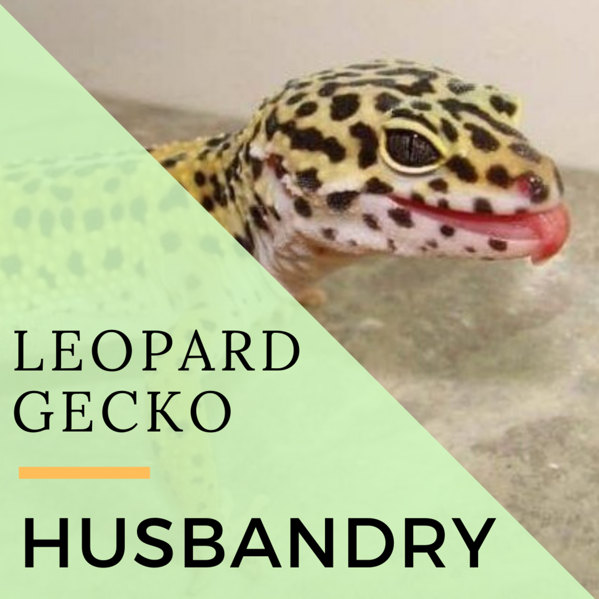 Leopard Gecko Size Chart
