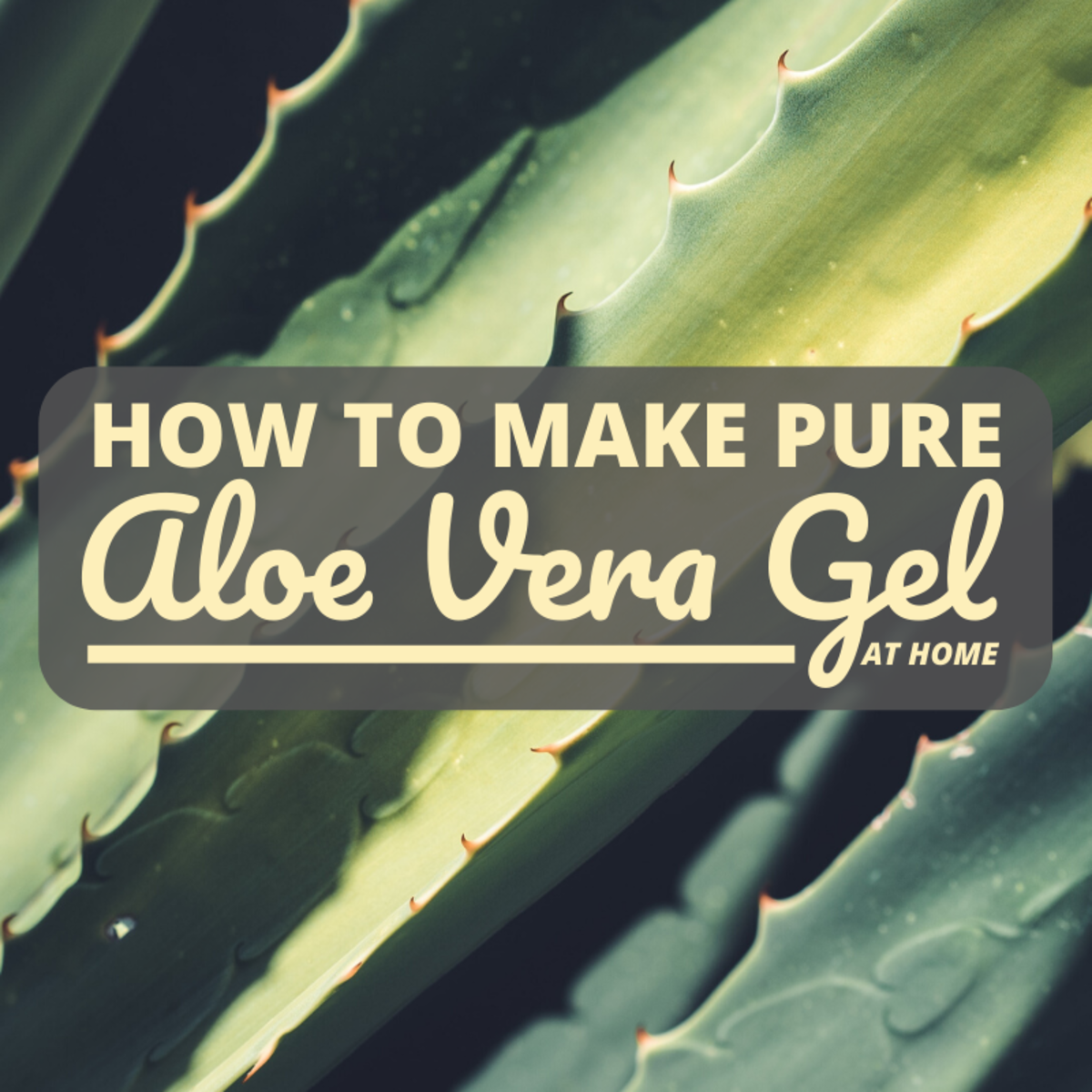 How To Make Pure Aloe Vera Gel At Home Bellatory