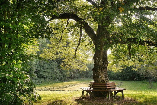 Tree shadowing a seat where people can sit and rest