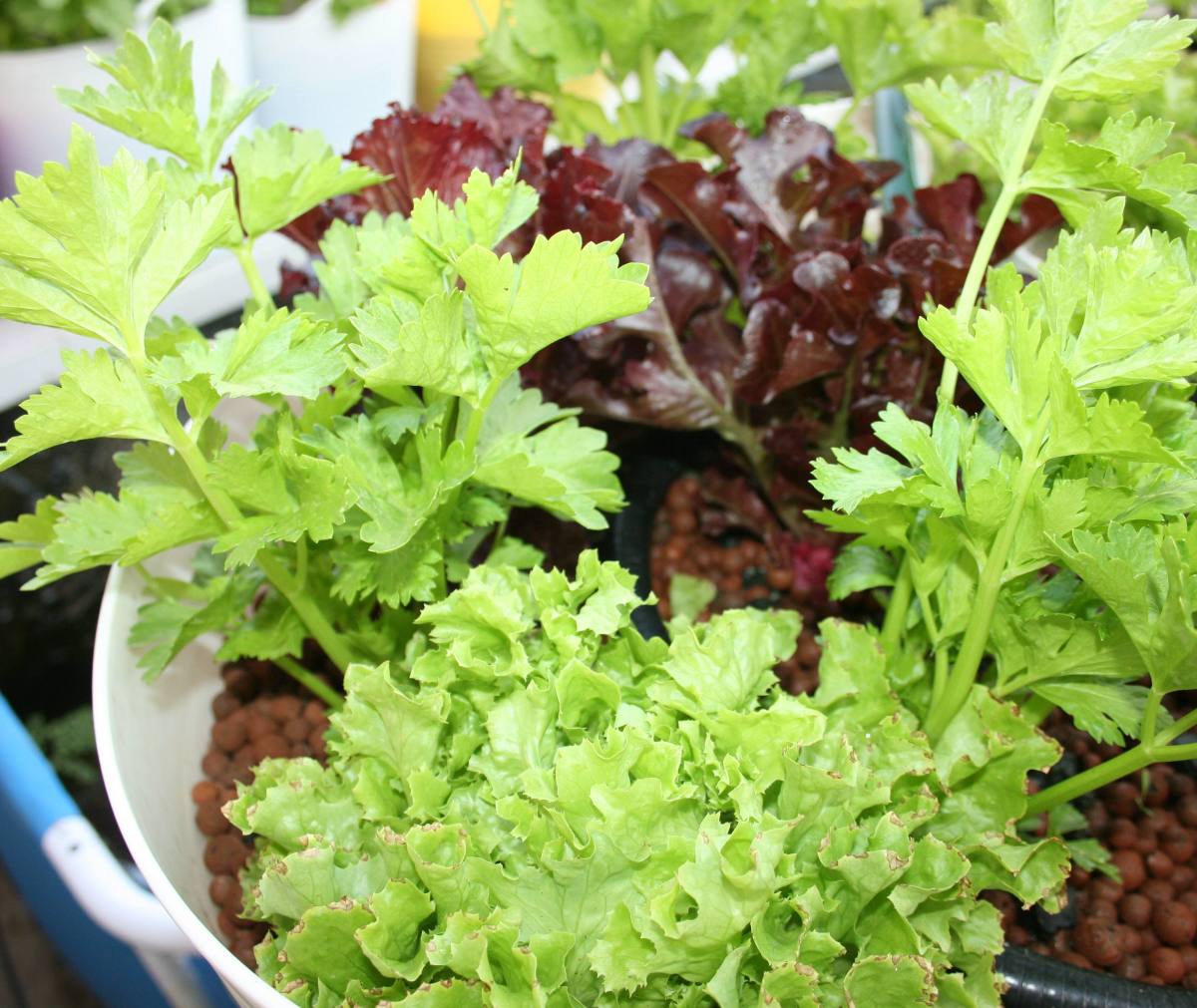 Leafy greens thrive in aquaponics systems.