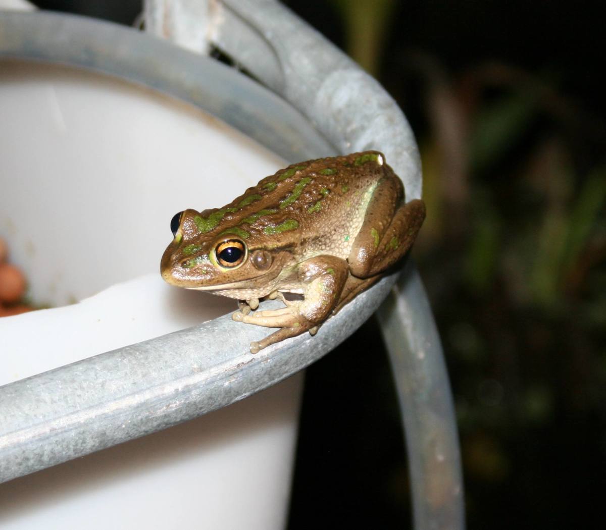 Aquaponics makes for a frog friendly garden, so expect visitors... What could be more eco friendly?