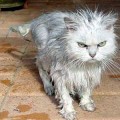 Pet Peeves and Minor Irritations-Three Things That Get On My Nerves