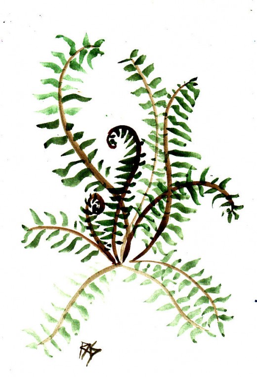 Fern, watercolor, 6" x 9" by Robert A. Sloan
